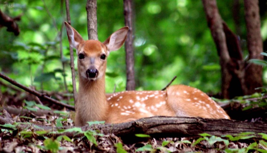 caldwell-woods-fawn-deer-jun14.jpg