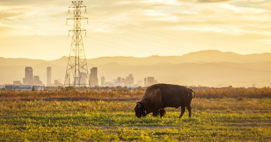 bison_rocky_mtn_arsenal_nw.jpg